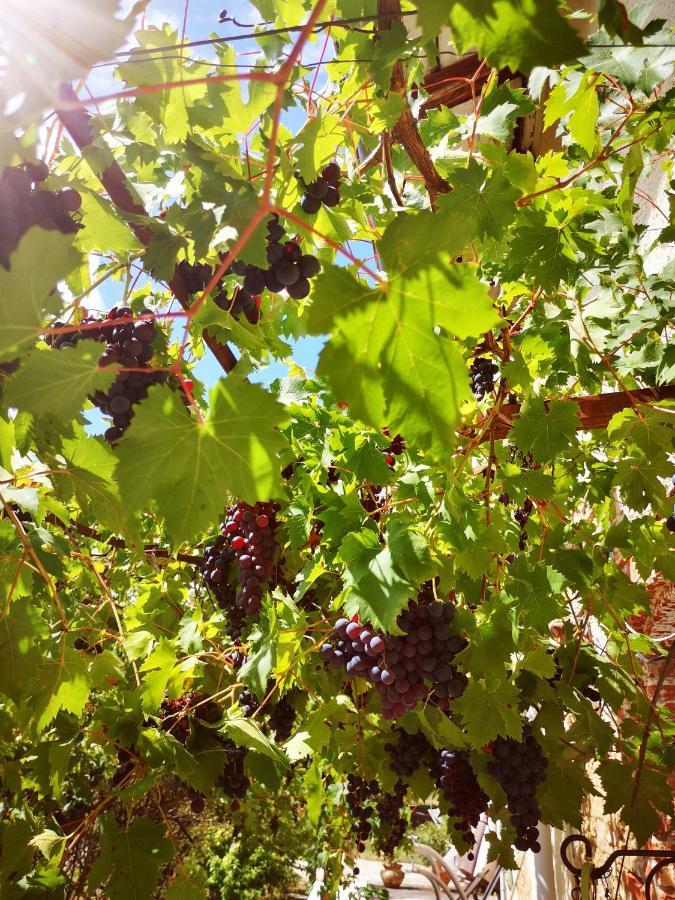 Domaine Des Jammetous - Hotel And Yoga Retreat Center La Magdelaine-Sur-Tarn 外观 照片